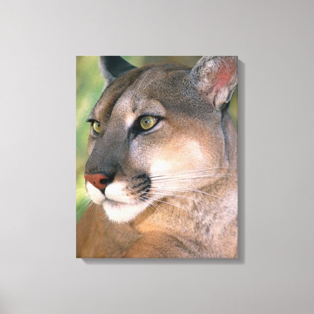 Cougar, California Canvas Print (Front)