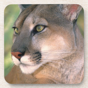 Cougar, California Coaster