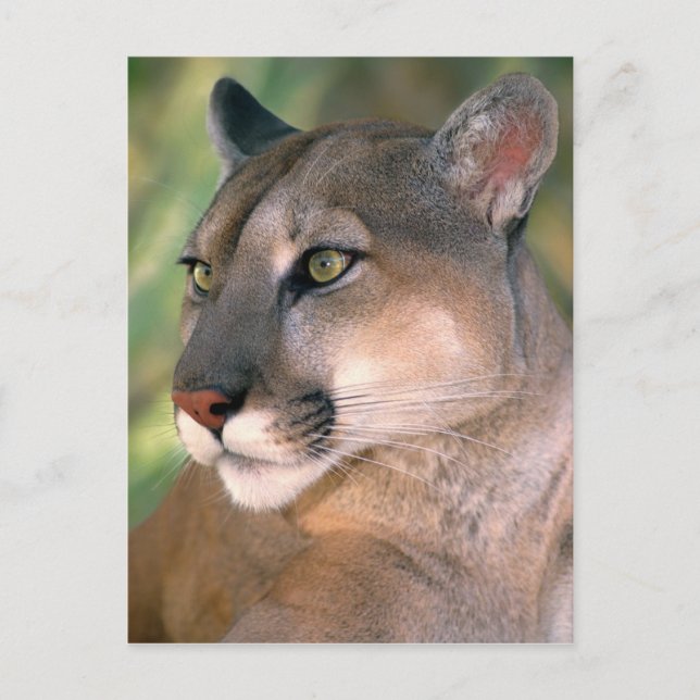 Cougar, California Postcard (Front)
