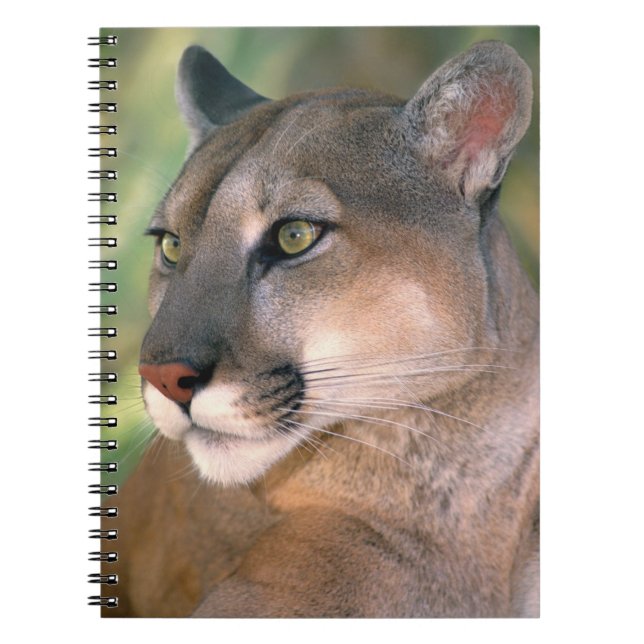 Cougar, California Spiral Notebook (Front)