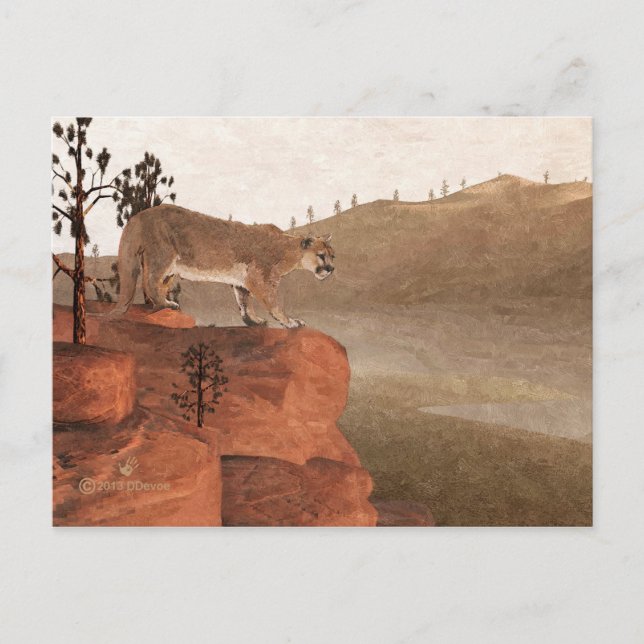 Cougar - Concentration Postcard (Front)