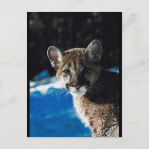 Cougar Cub Postcard