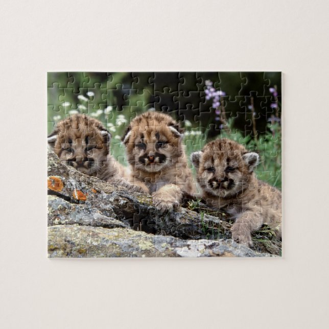 Cougar Cubs Puzzle (Horizontal)