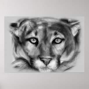 Cougar Drawing Poster