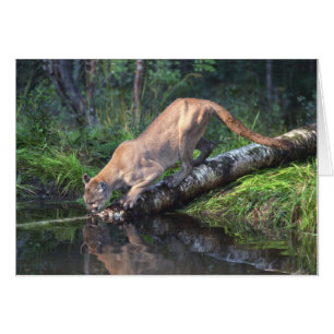 Cougar Drinking Card