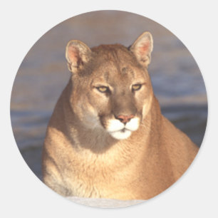 Cougar Face Classic Round Sticker