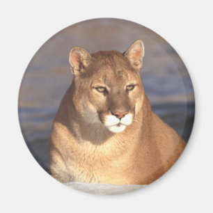 Cougar Face Magnet