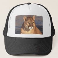 Cougar Face