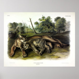 Cougar, female and young from Audubon's Quadrupeds Poster