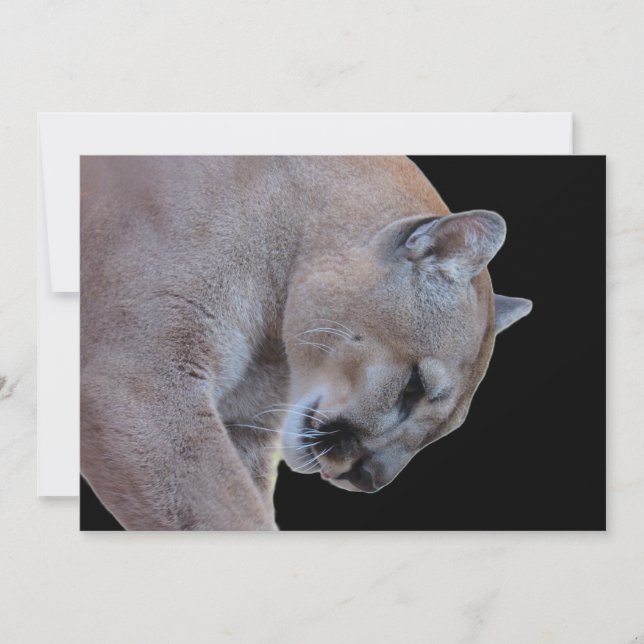 Cougar / Florida Panther / Puma Flat Card (Front)