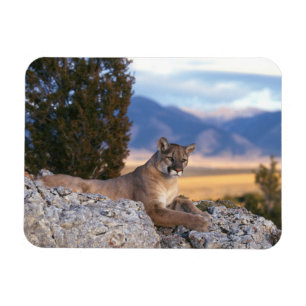 Cougar Magnet
