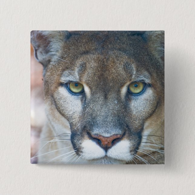 Cougar, mountain lion, Florida panther, Puma 15 Cm Square Badge (Front)