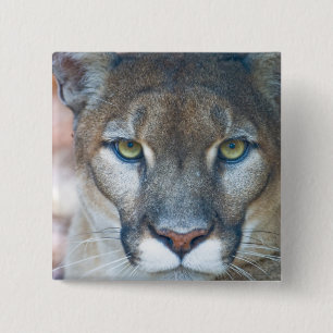 Cougar, mountain lion, Florida panther, Puma 15 Cm Square Badge