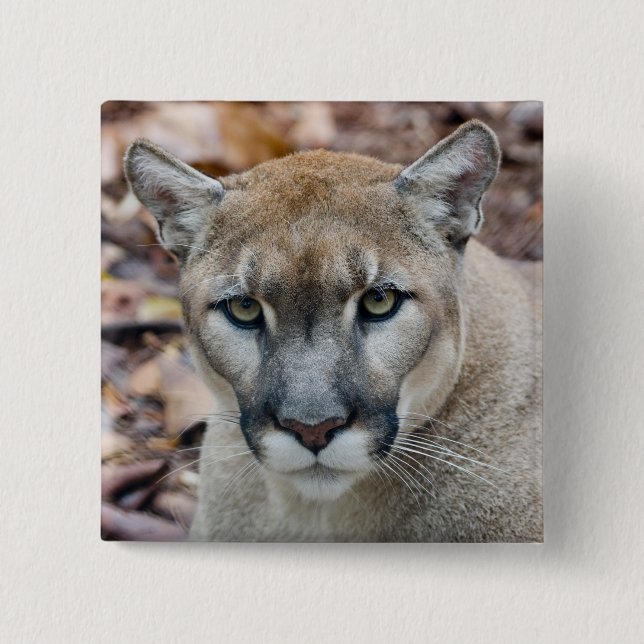 Cougar, mountain lion, Florida panther, Puma 15 Cm Square Badge (Front)