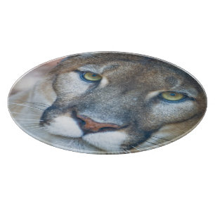 Cougar, mountain lion, Florida panther, Puma 2 Cutting Board