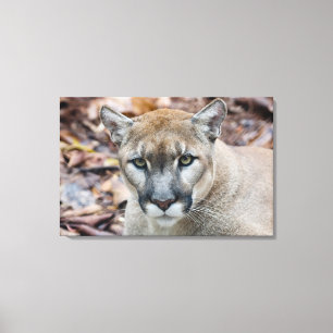 Cougar, mountain lion, Florida panther, Puma Canvas Print
