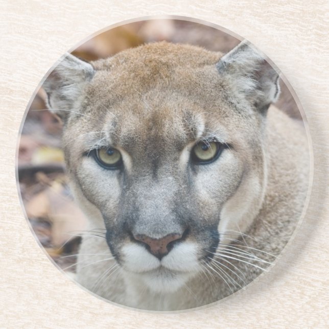 Cougar, mountain lion, Florida panther, Puma Coaster (Front)