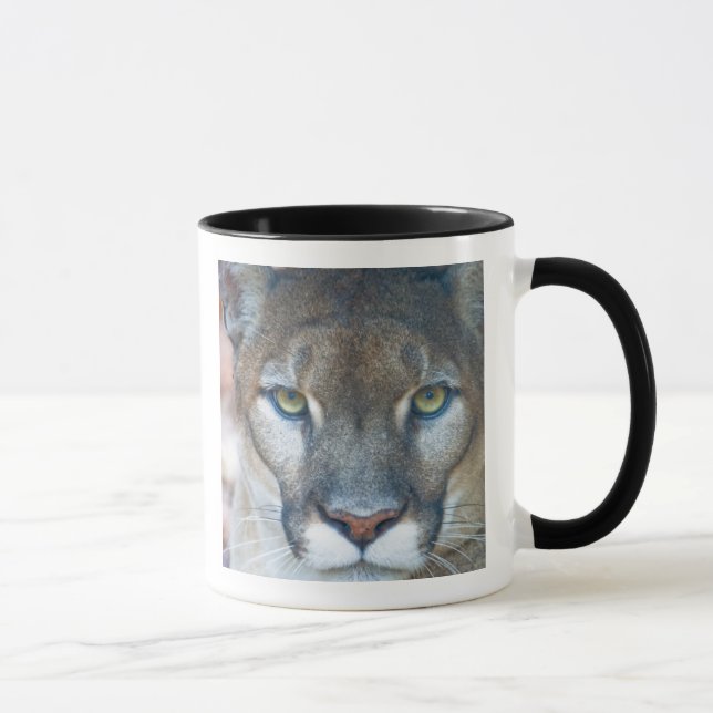Cougar, mountain lion, Florida panther, Puma Mug (Right)
