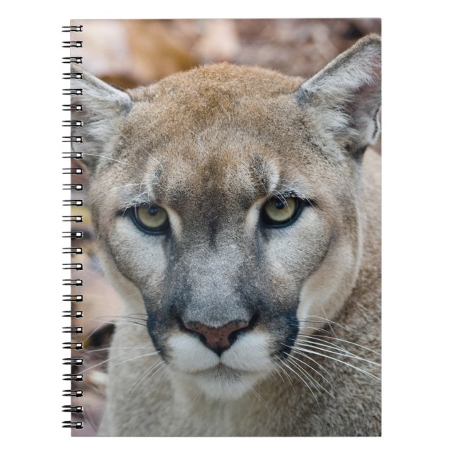 Cougar, mountain lion, Florida panther, Puma Notebook (Front)