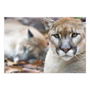 Cougar, mountain lion, Florida panther, Puma Photo Print