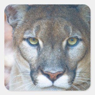 Cougar, mountain lion, Florida panther, Puma Square Sticker
