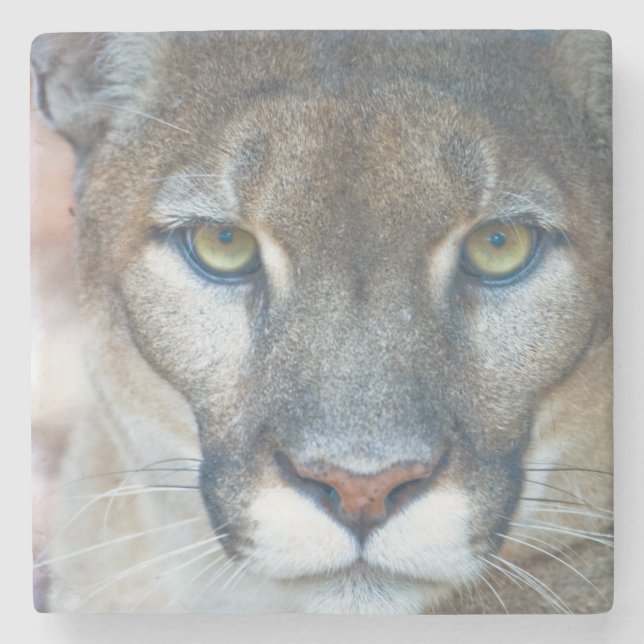 Cougar, mountain lion, Florida panther, Puma Stone Coaster (Front)