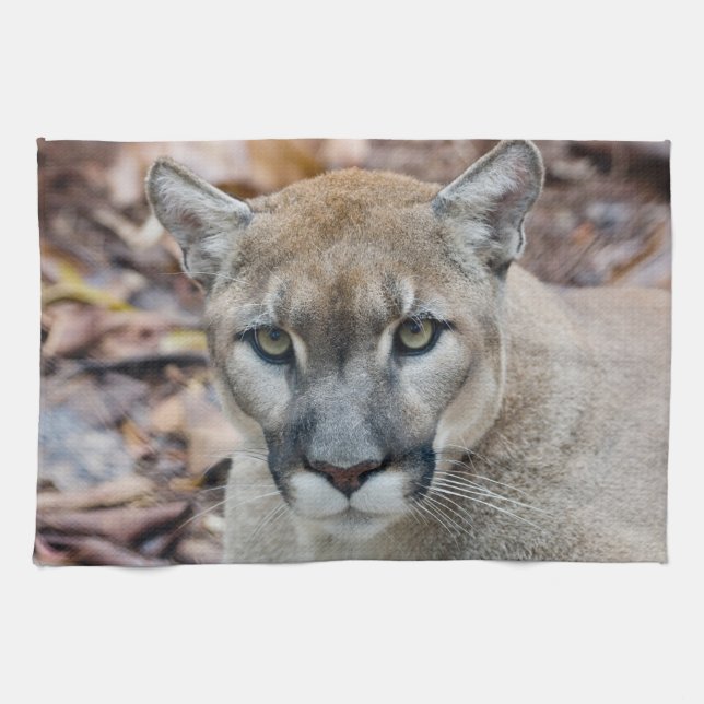 Cougar, mountain lion, Florida panther, Puma Tea Towel (Horizontal)