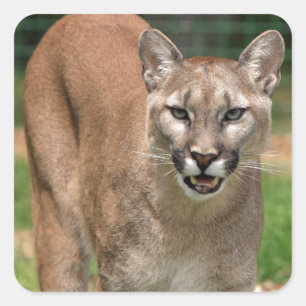 Cougar, mountain lion square sticker