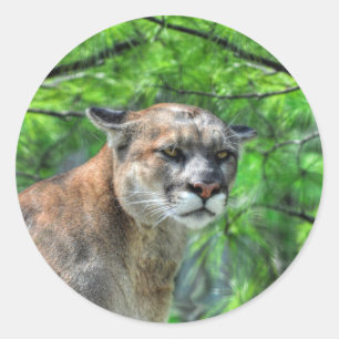 Cougar Mountain Lion & Summer Pines Wildlife Image Classic Round Sticker