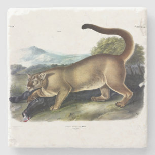 Cougar, or Puma, Panther, Mountain Lion, Catamount Stone Coaster