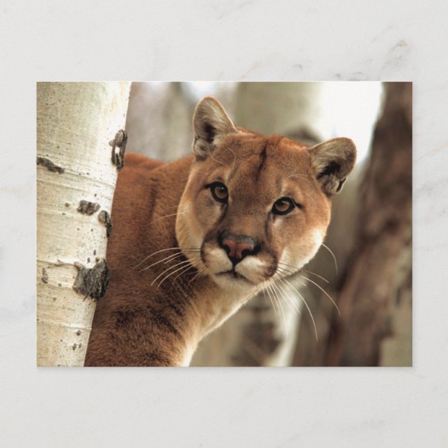 Cougar Photograph Postcard (Front)