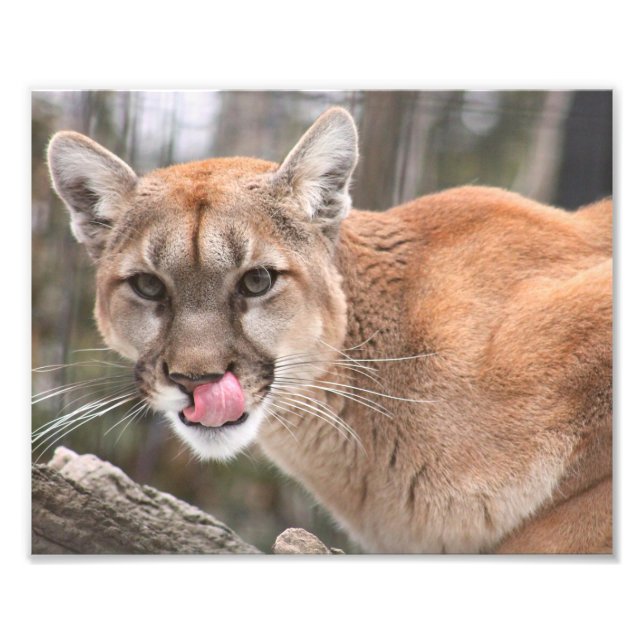 Cougar Photography Print (Front)