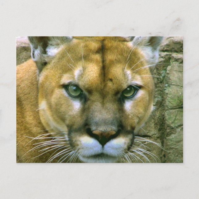 Cougar Postcard (Front)