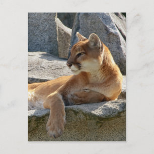 Cougar Postcard
