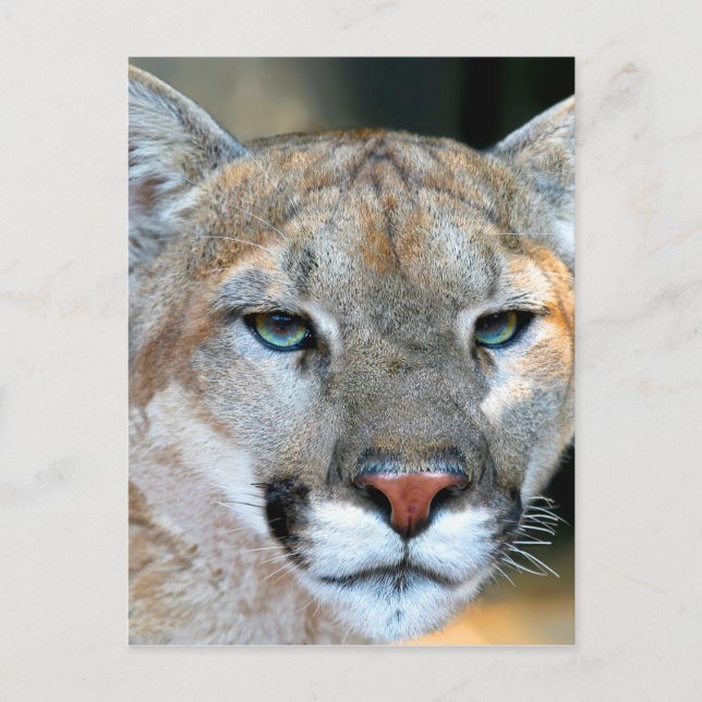 Cougar Postcard (Front)