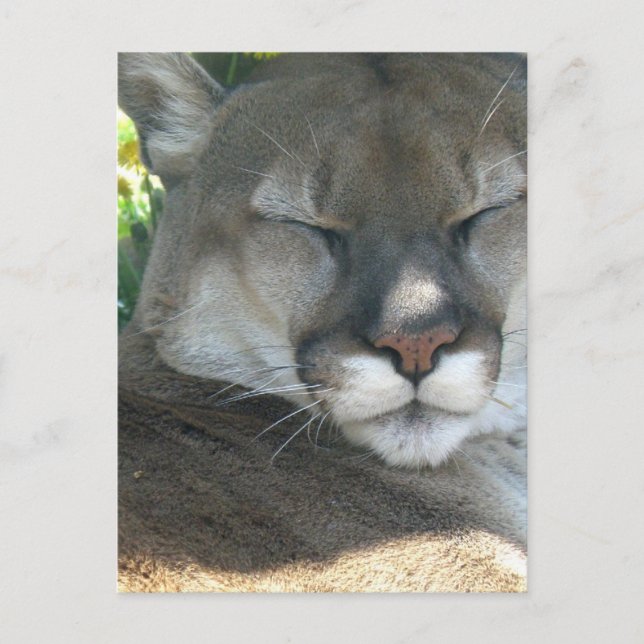 Cougar Postcard (Front)