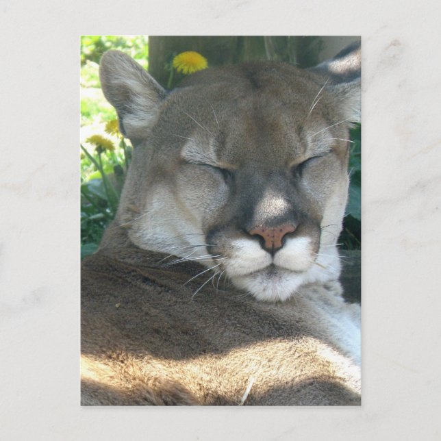 Cougar Postcard (Front)
