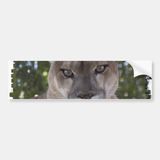 Cougar Pounce Bumper Sticker (Front)