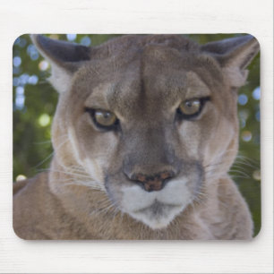 Cougar Pounce Mouse Pad