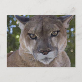 Cougar Pounce Postcard
