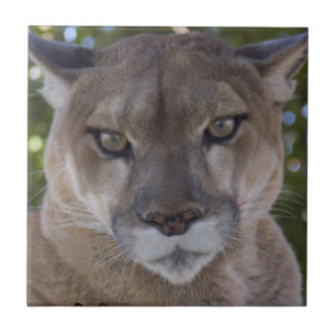 Cougar Pounce Tile