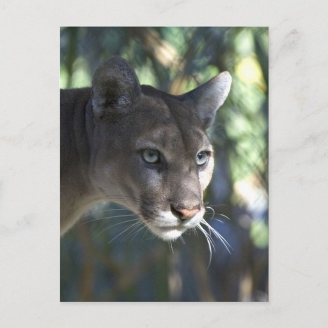 Cougar (Puma Concolor) Face Photography Postcard (Front)