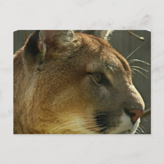 Cougar Puma Postcard