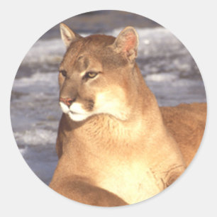 Cougar Rest Classic Round Sticker