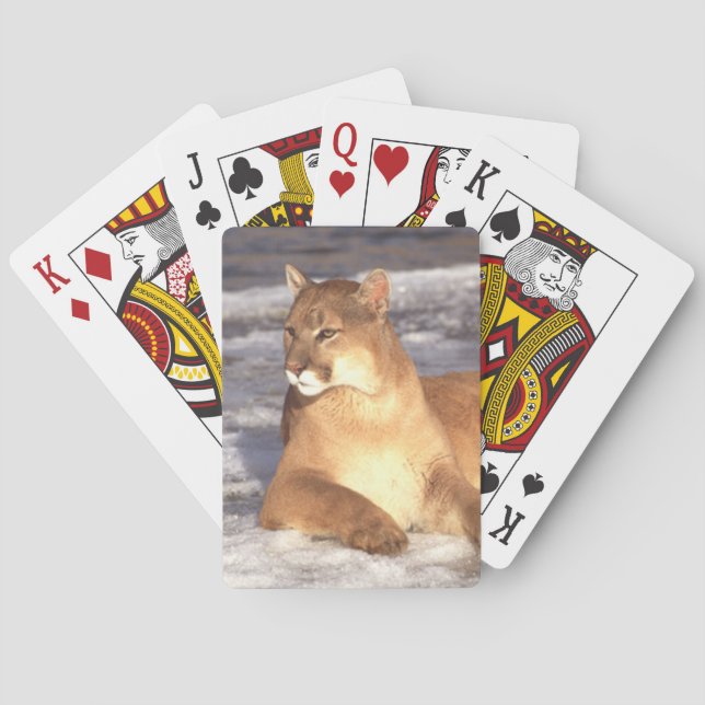 Cougar Rest Playing Cards (Back)