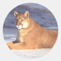 Cougar Resting