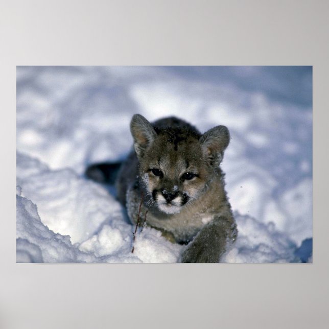 Cougar-small cub on snow poster (Front)