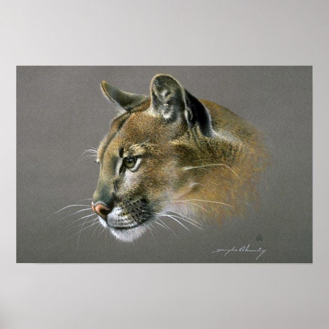 Cougar study poster (Front)