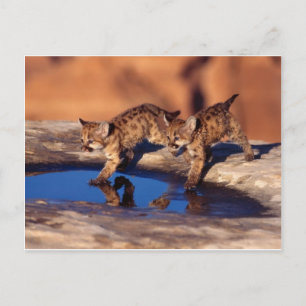 cougar twin cubs postcard