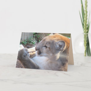 Cougar with a Stick Greeting Card